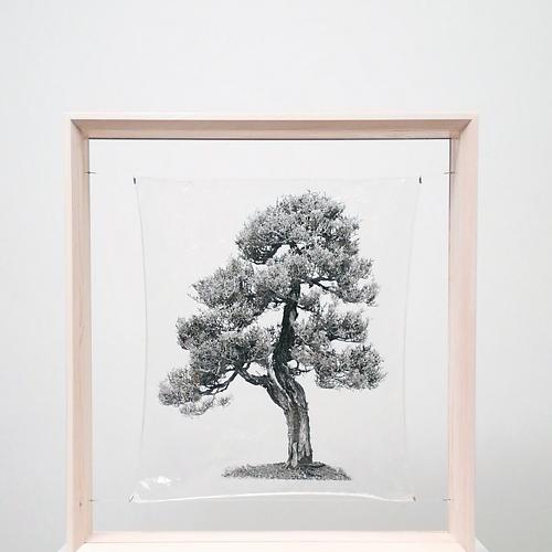 transparenTrees