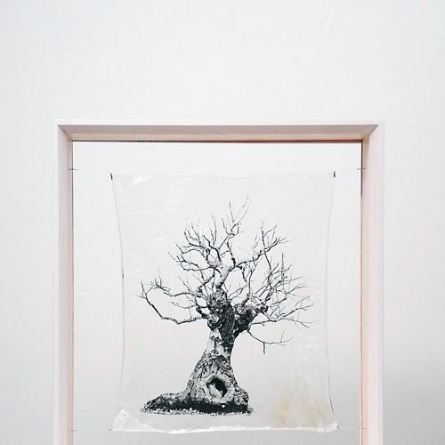 transparenTrees