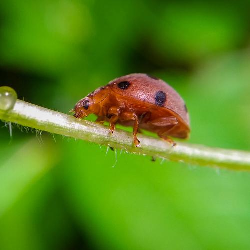 Alone on green