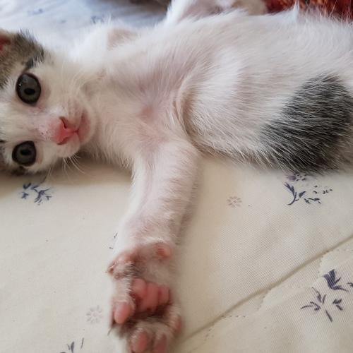 Cat in bed