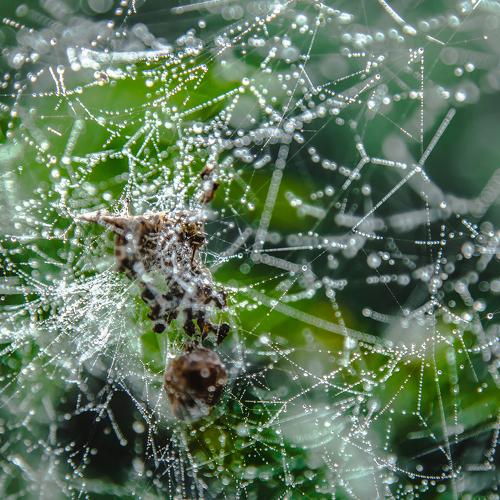 Dew Drops