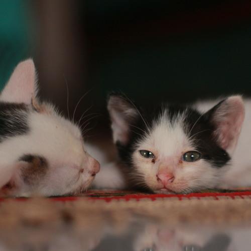 Putih dan belang