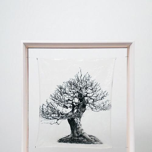 transparenTrees