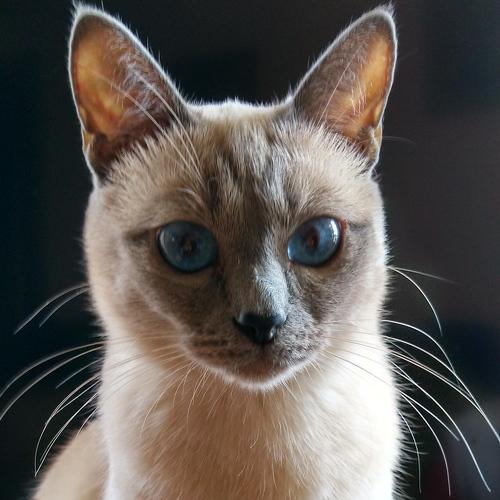 Photo #3491611