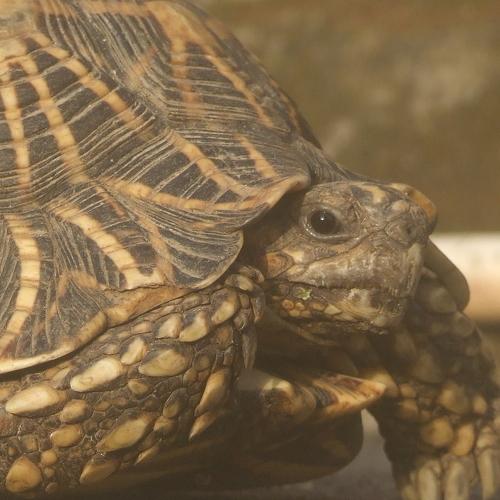 Turtle