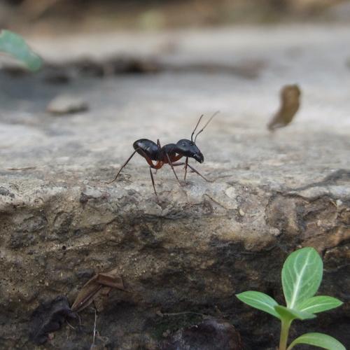 Ant