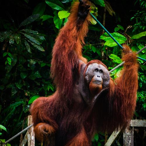 Borneo's Big Boss