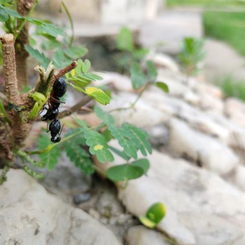 Ants