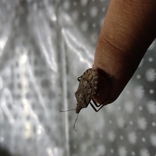Beetle