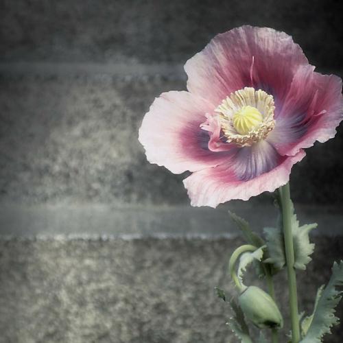 Poppy flower