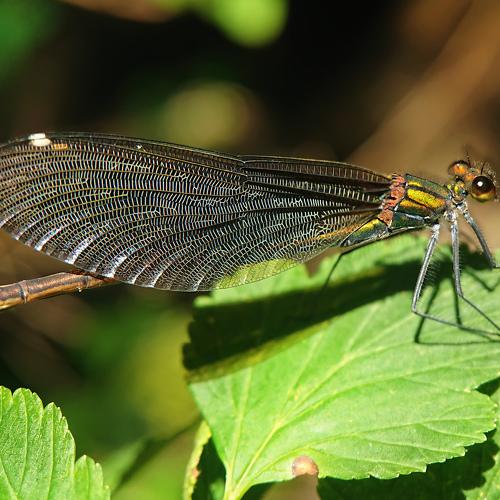 Calopteryx virgo
