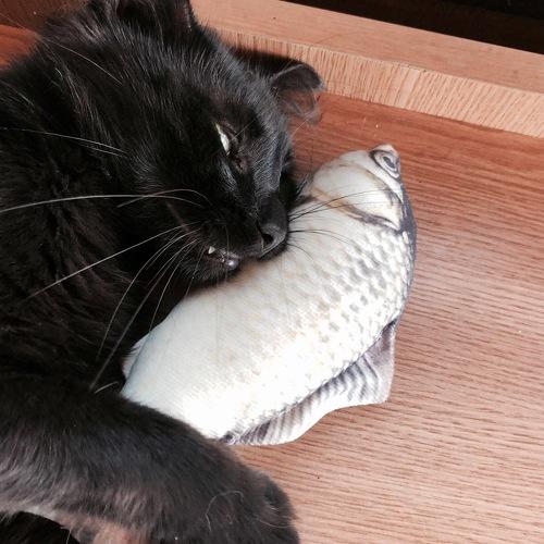 Cat sleep on the fish