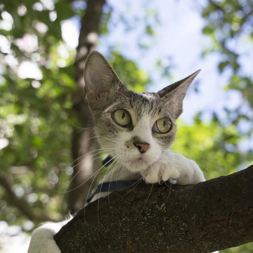Кошка