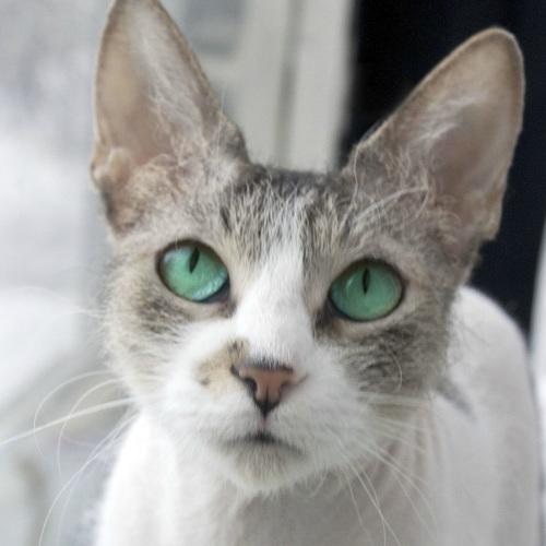 Кошка