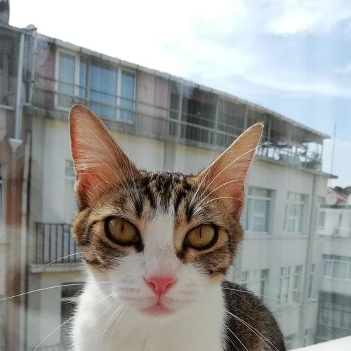 Almond, the cat
