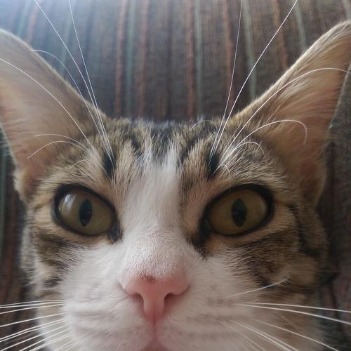Self portrait of a cat