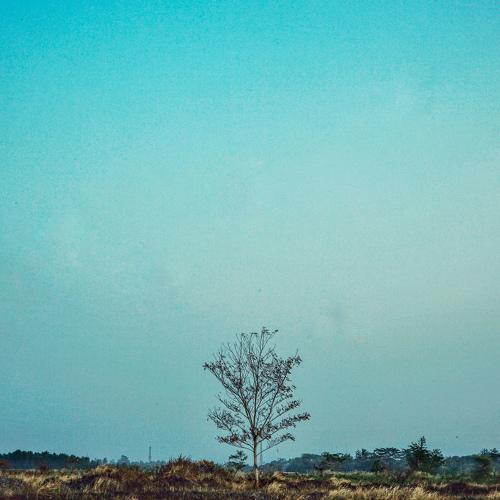 Alone tree