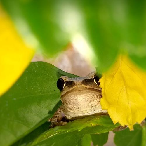 playing Hide & Seek