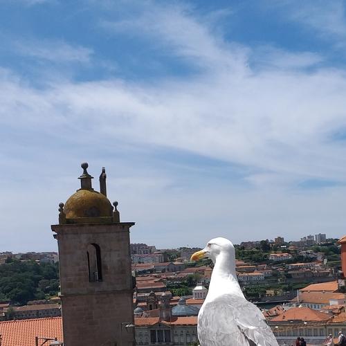 Telhados do Porto