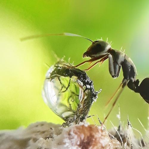 A little water is a sea to an ant