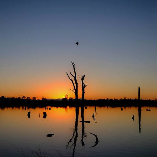 Pelican Sunrise