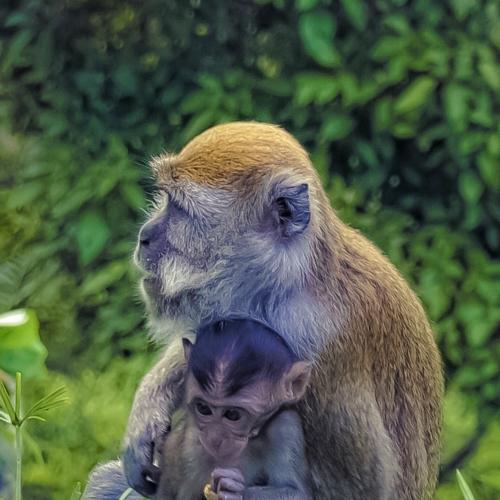 A mother's love