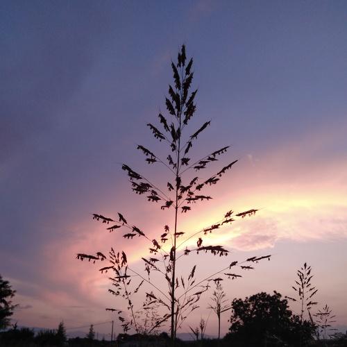 Sunset at the fields
