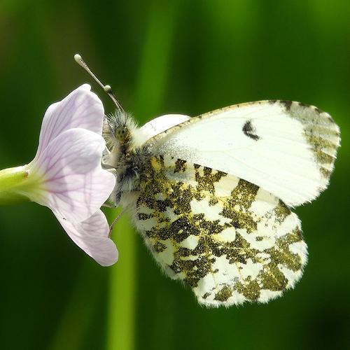Orange Tip Butterfly on Cuckoo Flower