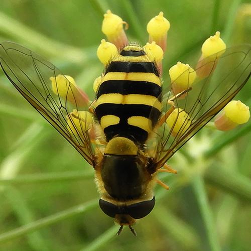 Hover Fly on Fennel Blossom