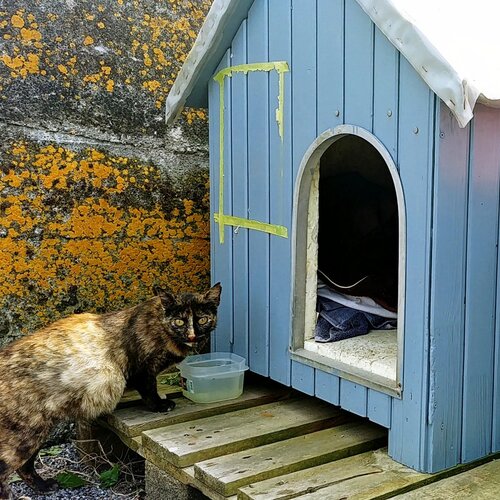 Cat and its house