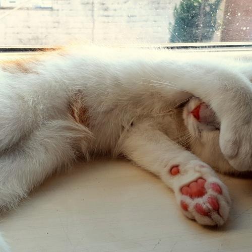Sleepy cat