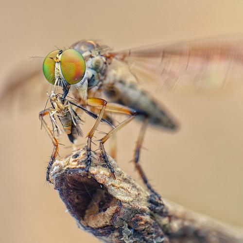 The Predator - Robber fly
