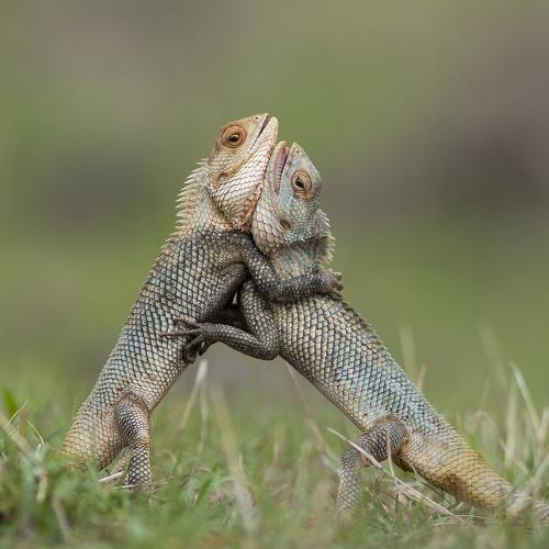 Garden Lizard males fighting for the female lizard's attention.