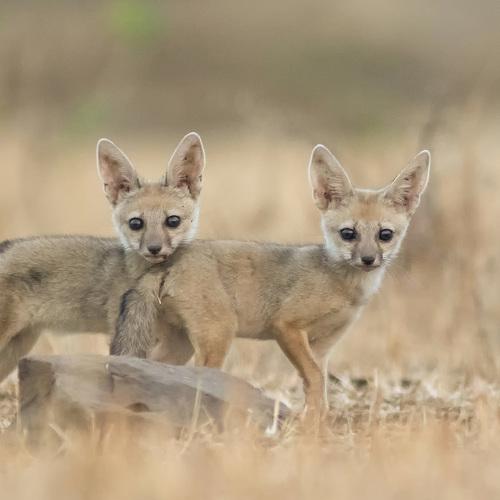 Indian fox kits