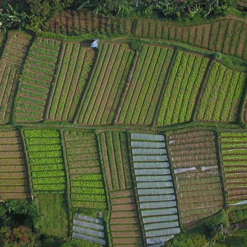 field rice
