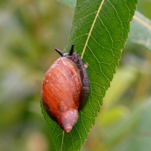 Улитка