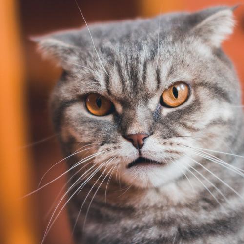 Photo #3502892