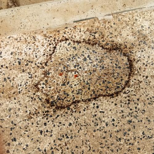 Ants