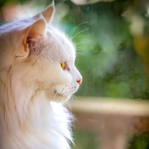 Photo #3504344