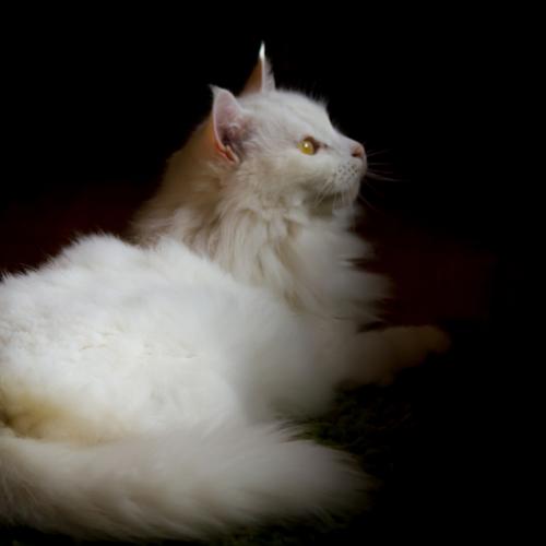 Photo #3504347