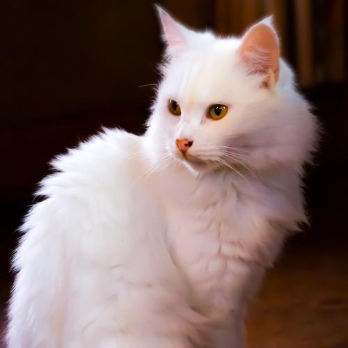 Photo #3504350