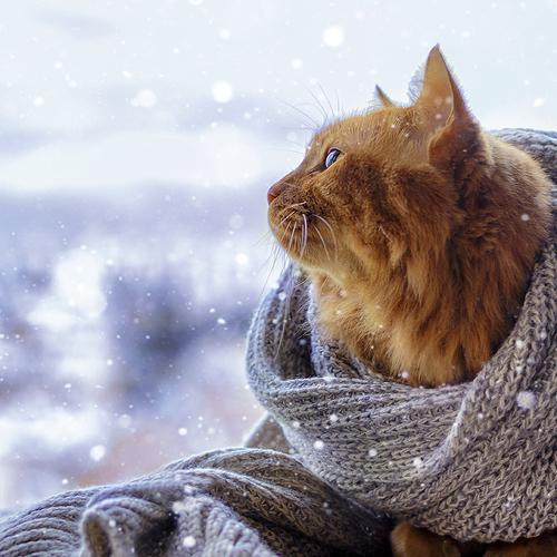 Photo #3504730