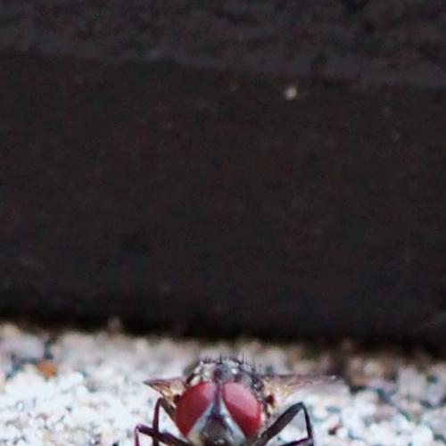 Photo #3505873