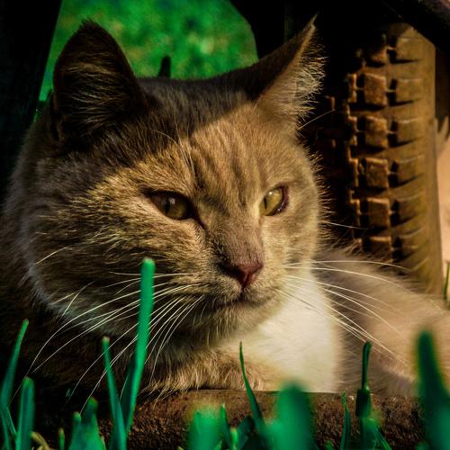 Photo #3507246