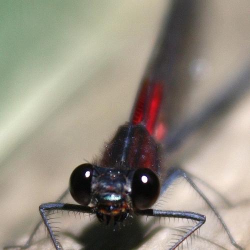Photo #3507684