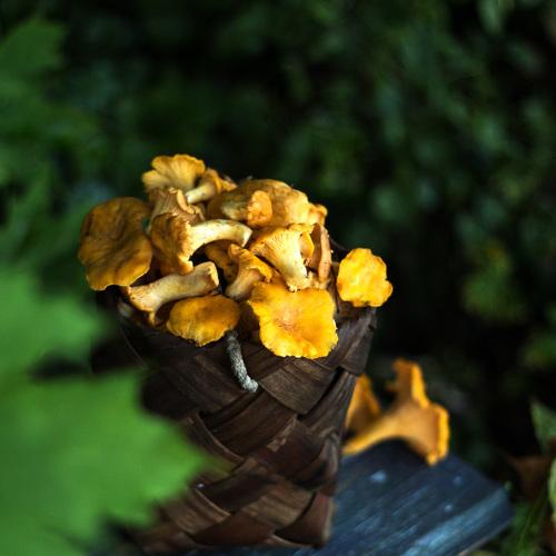 Photo #3507977