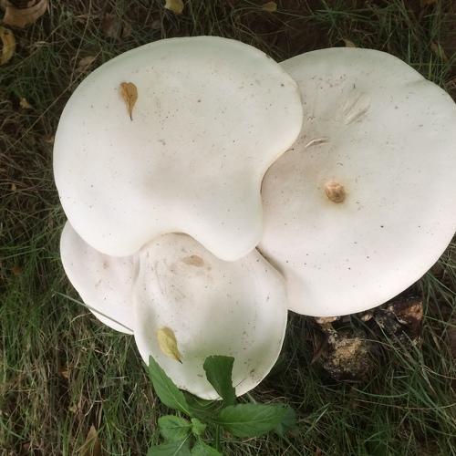 Photo #3508791