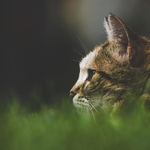 Photo #3510317