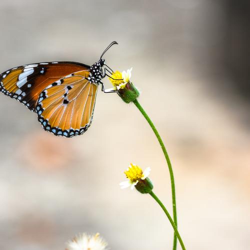 Photo #3511458