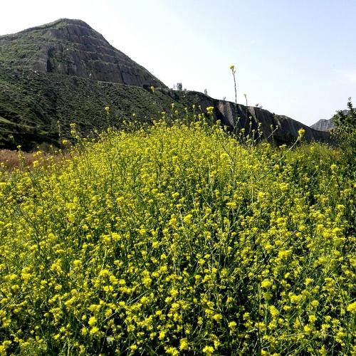 Yellow nature
